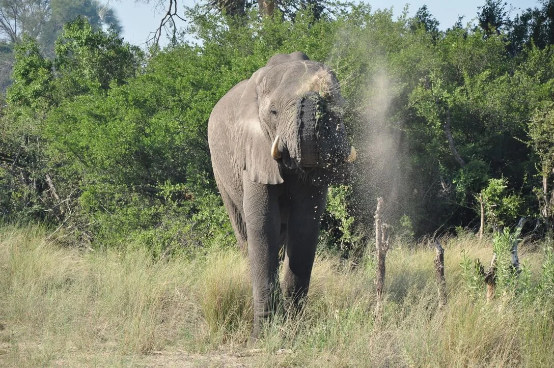 dust bathing