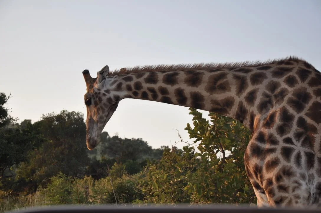 giraffe close-up
