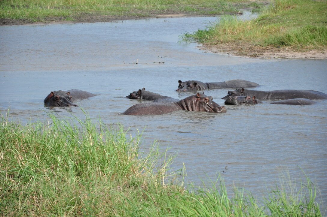hippos
