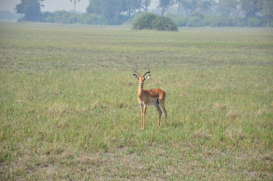 male impala