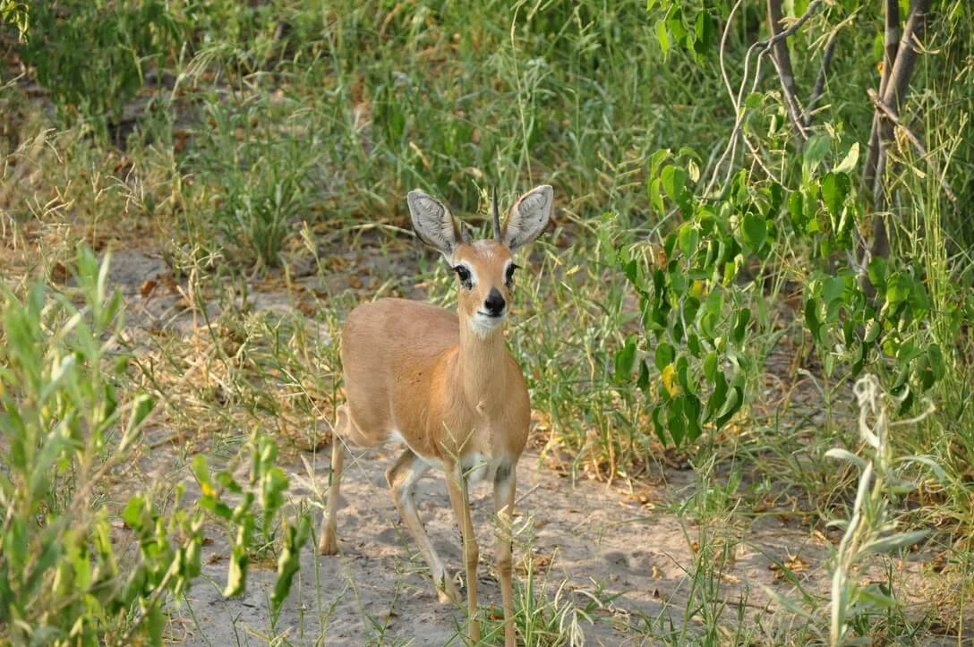 female impala