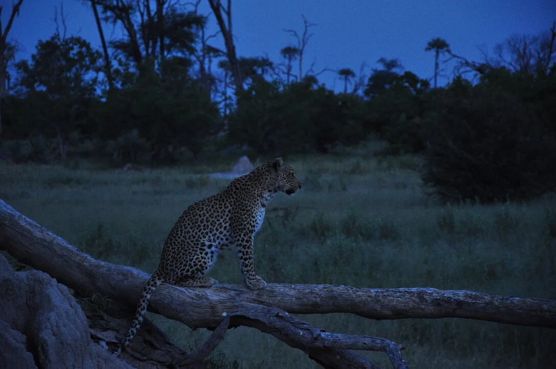 leopard on a log