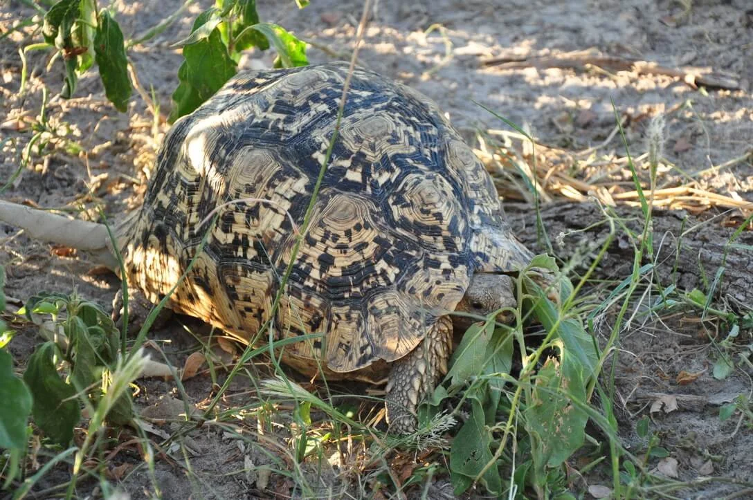 leopard tortoise