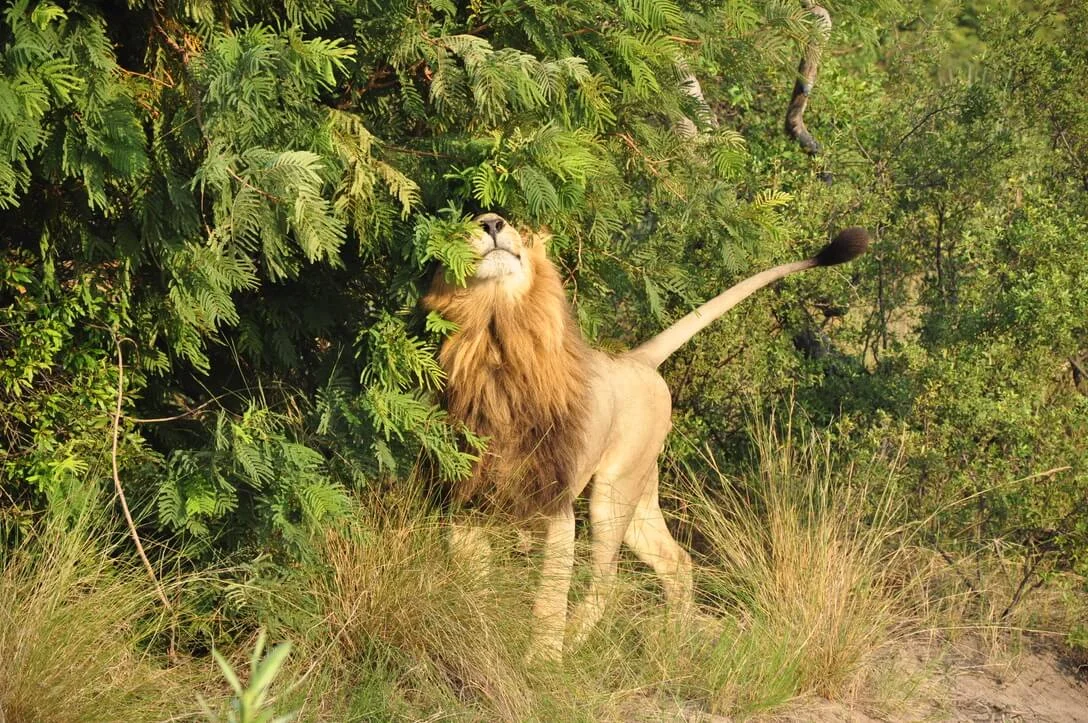 lion in the bush