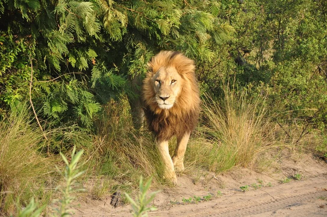 lion out of the bush