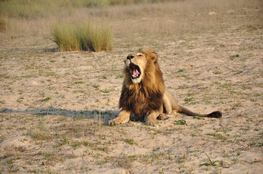 lion yawn