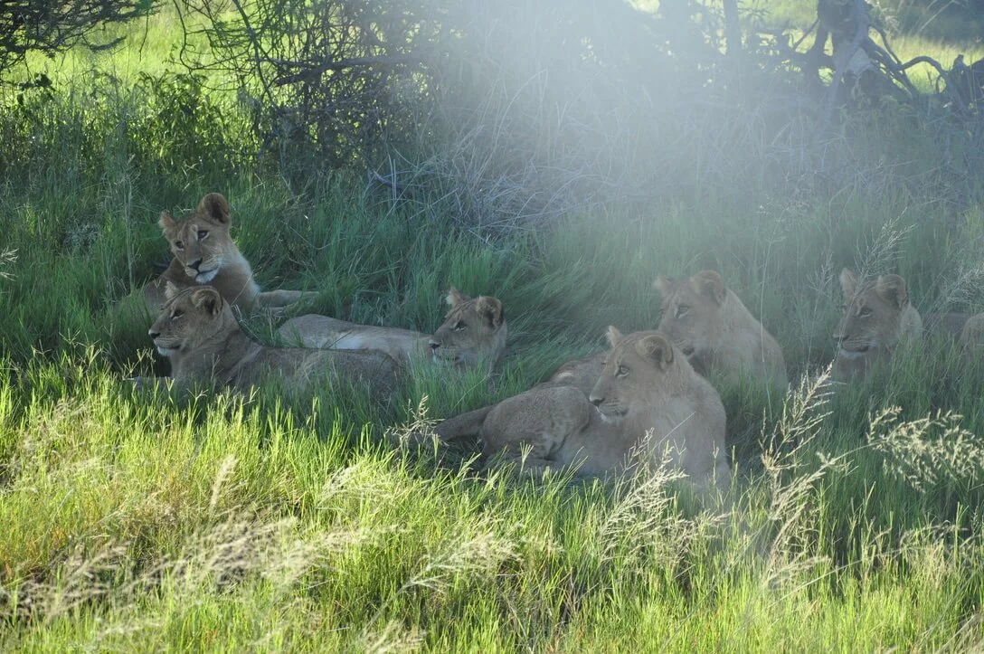 cubs napping