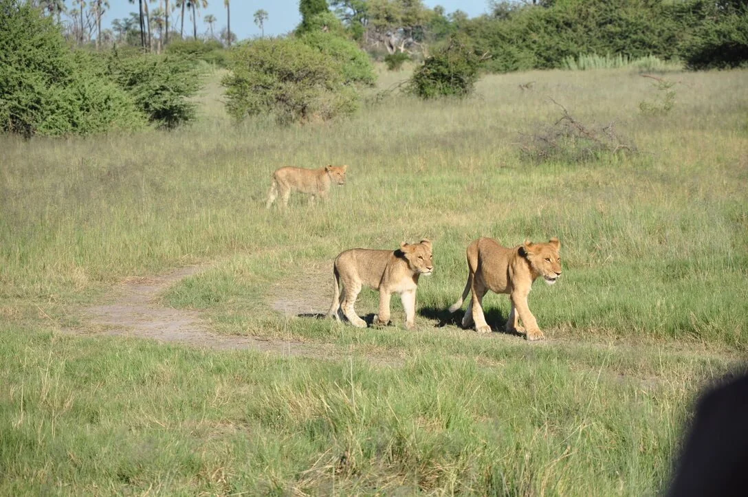 cubs walking