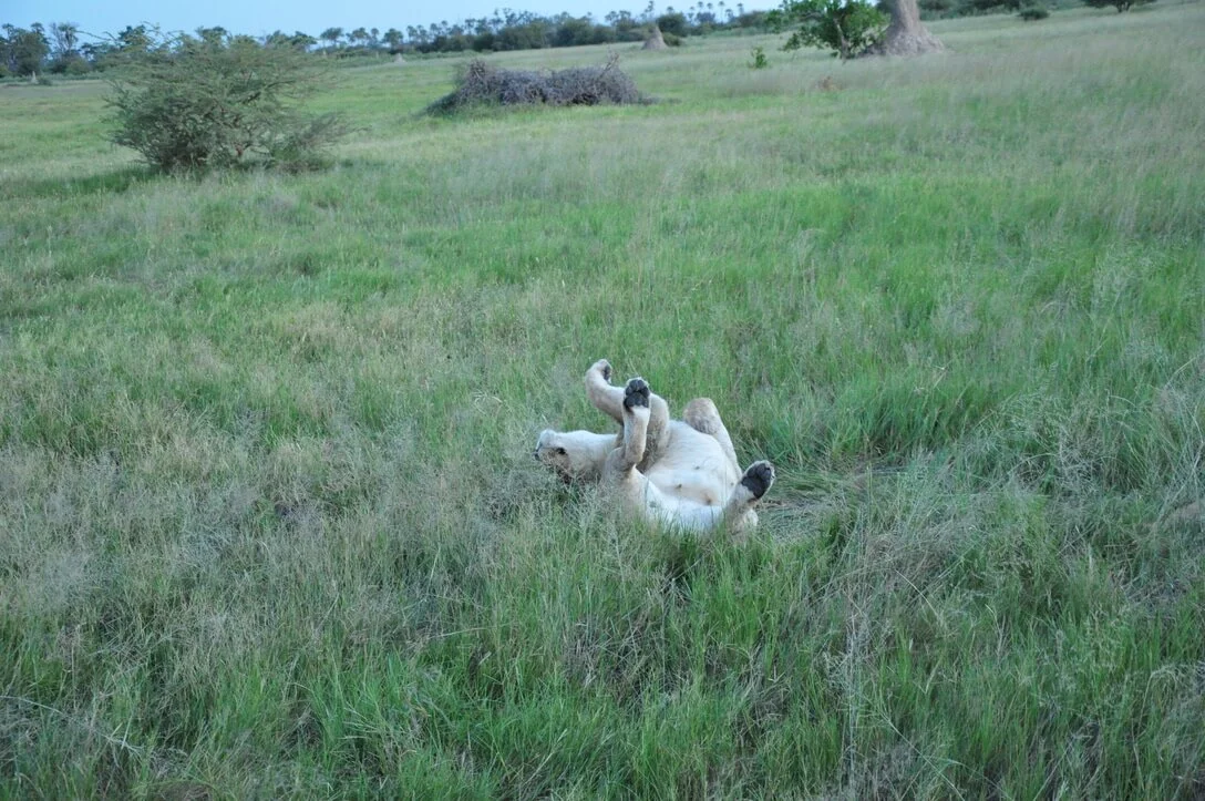 lioness rolling