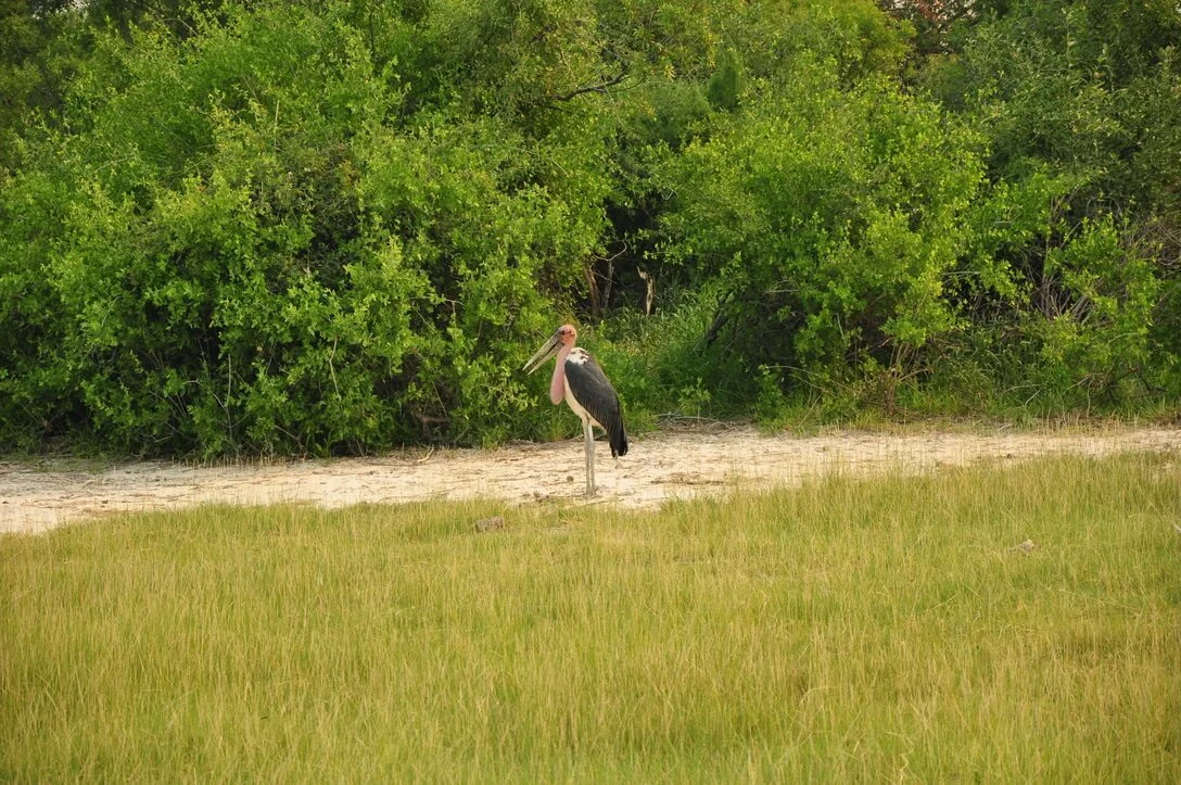 marabou stork