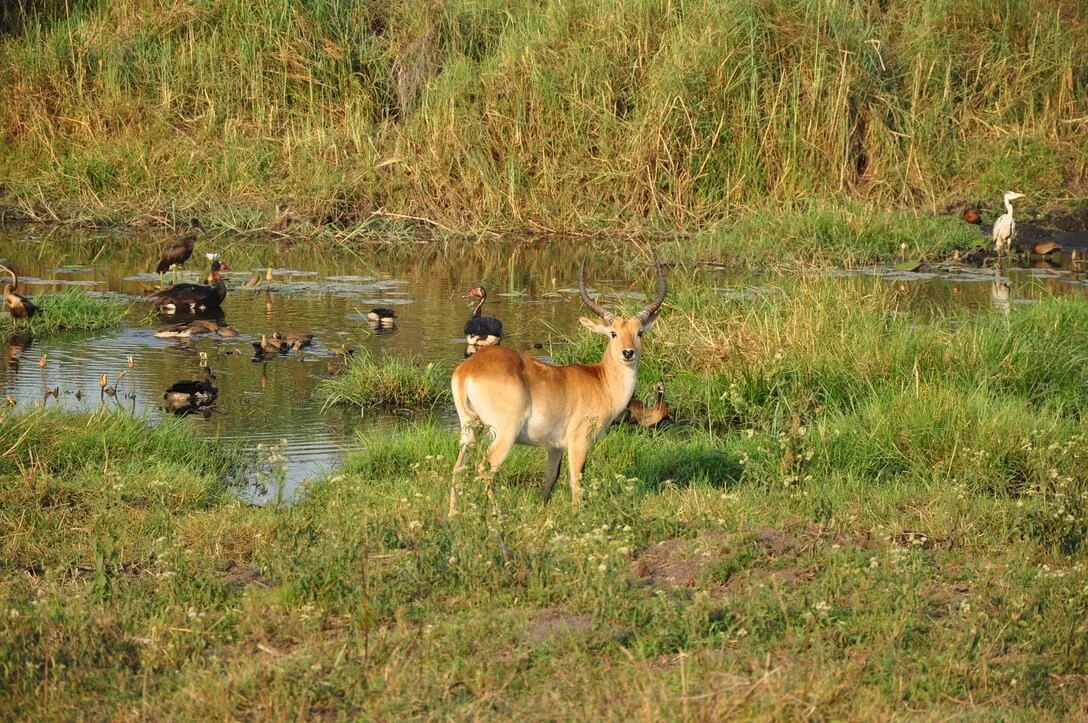 red lechwe