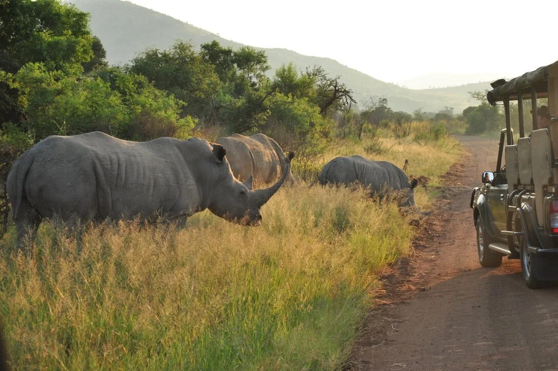 rhinos roadside