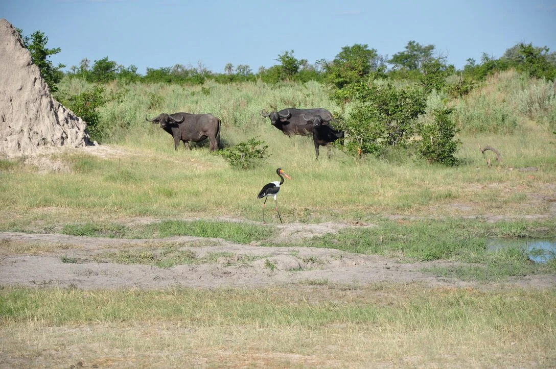 saddle billed stork