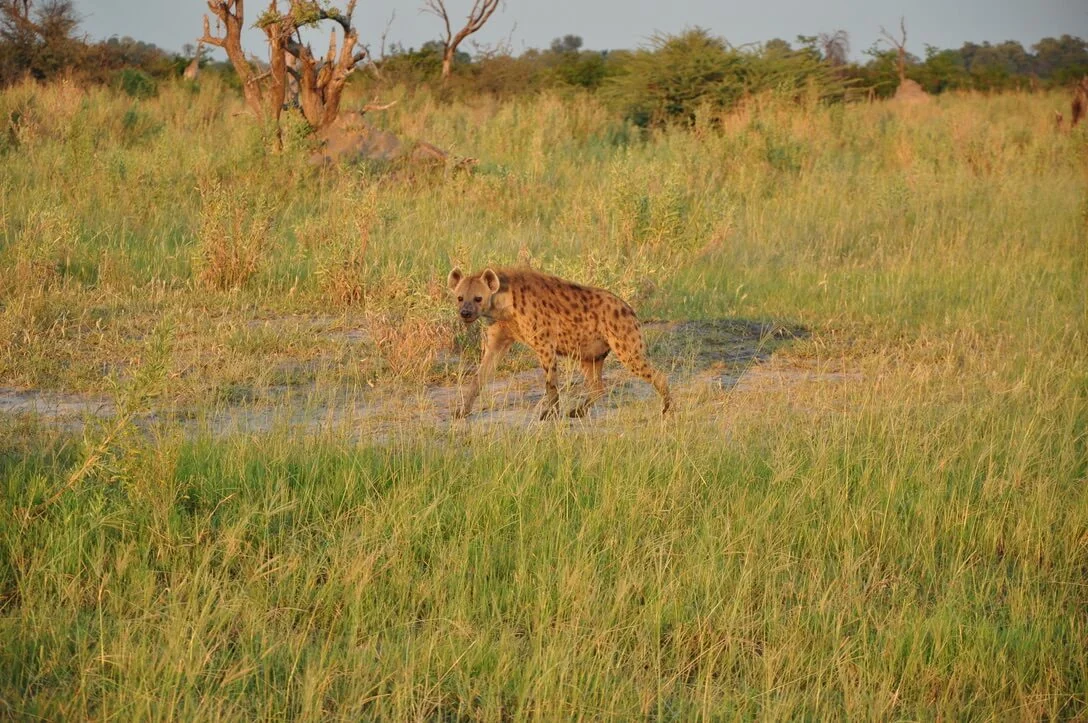 spotted hyena