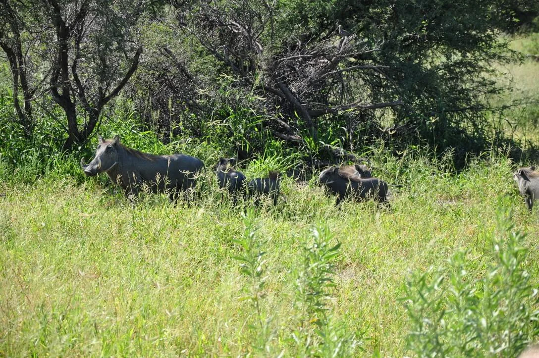 warthog family