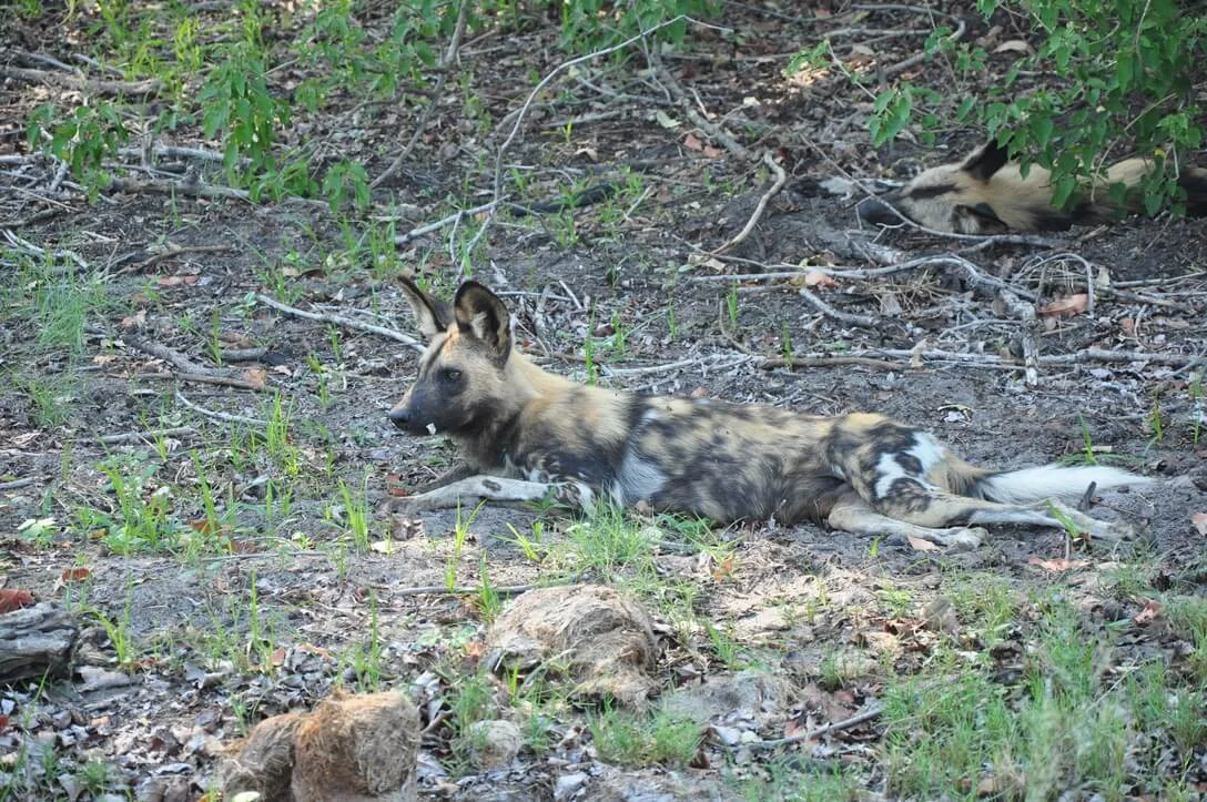 painted wolves / wild dogs