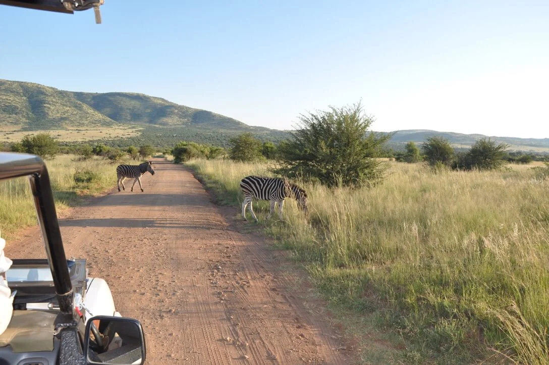 zebra crossing