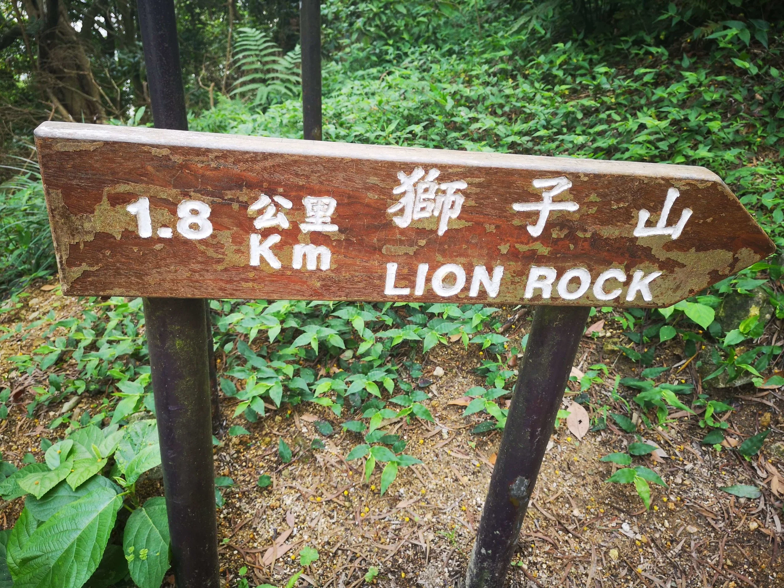 lion rock hike