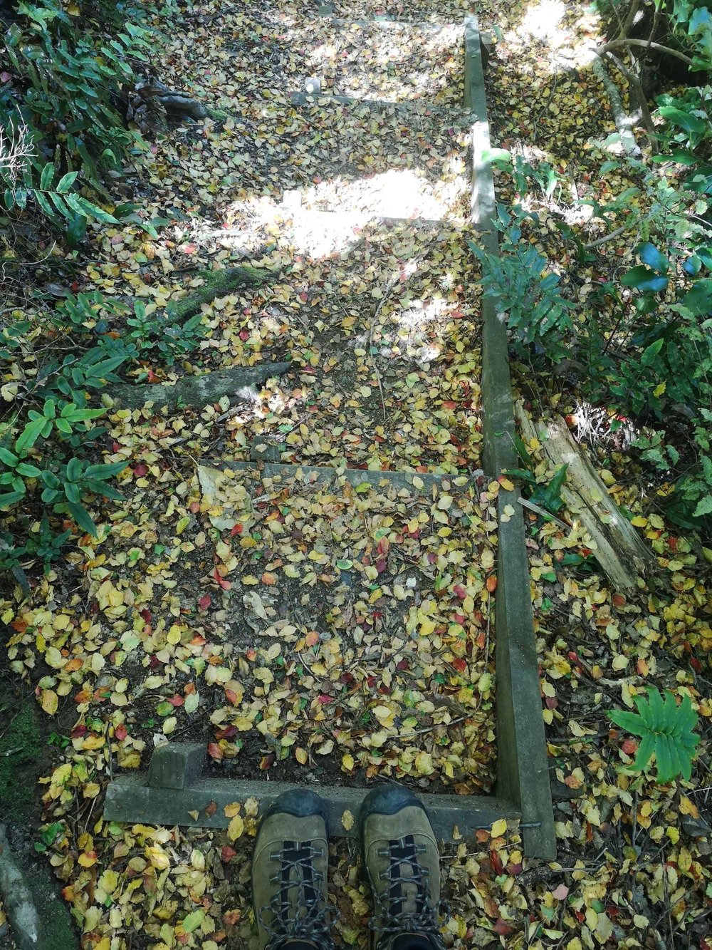 leaves underfoot