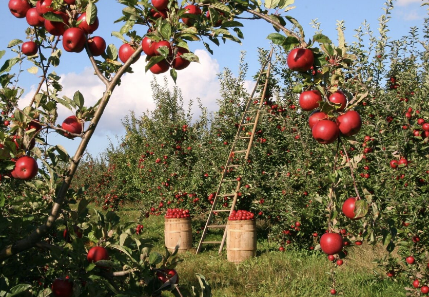 A fruitful fruit: apples in the East