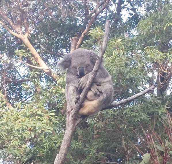    Koalas