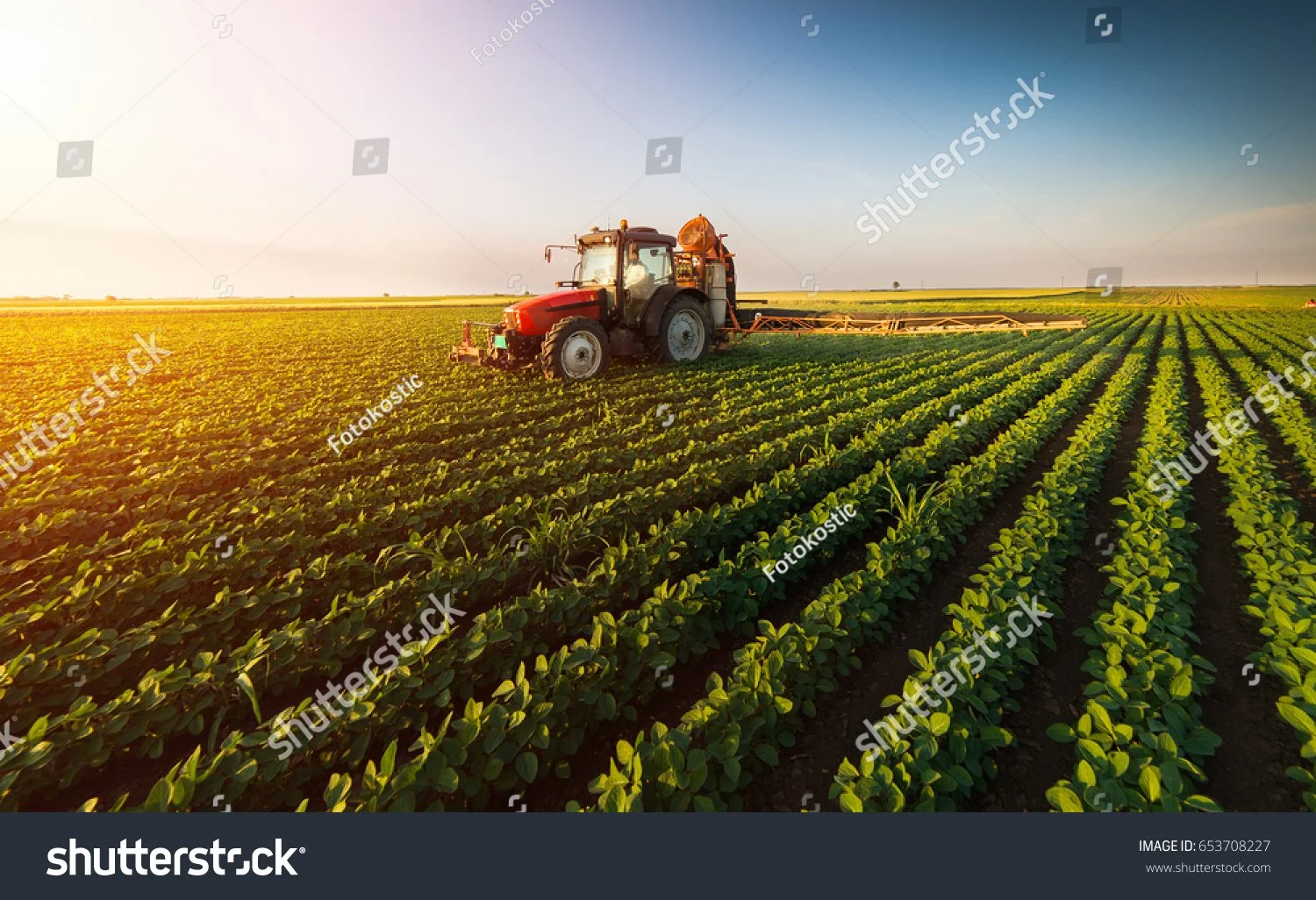 A red tractor spraying crops on a large green farm field at sunset.