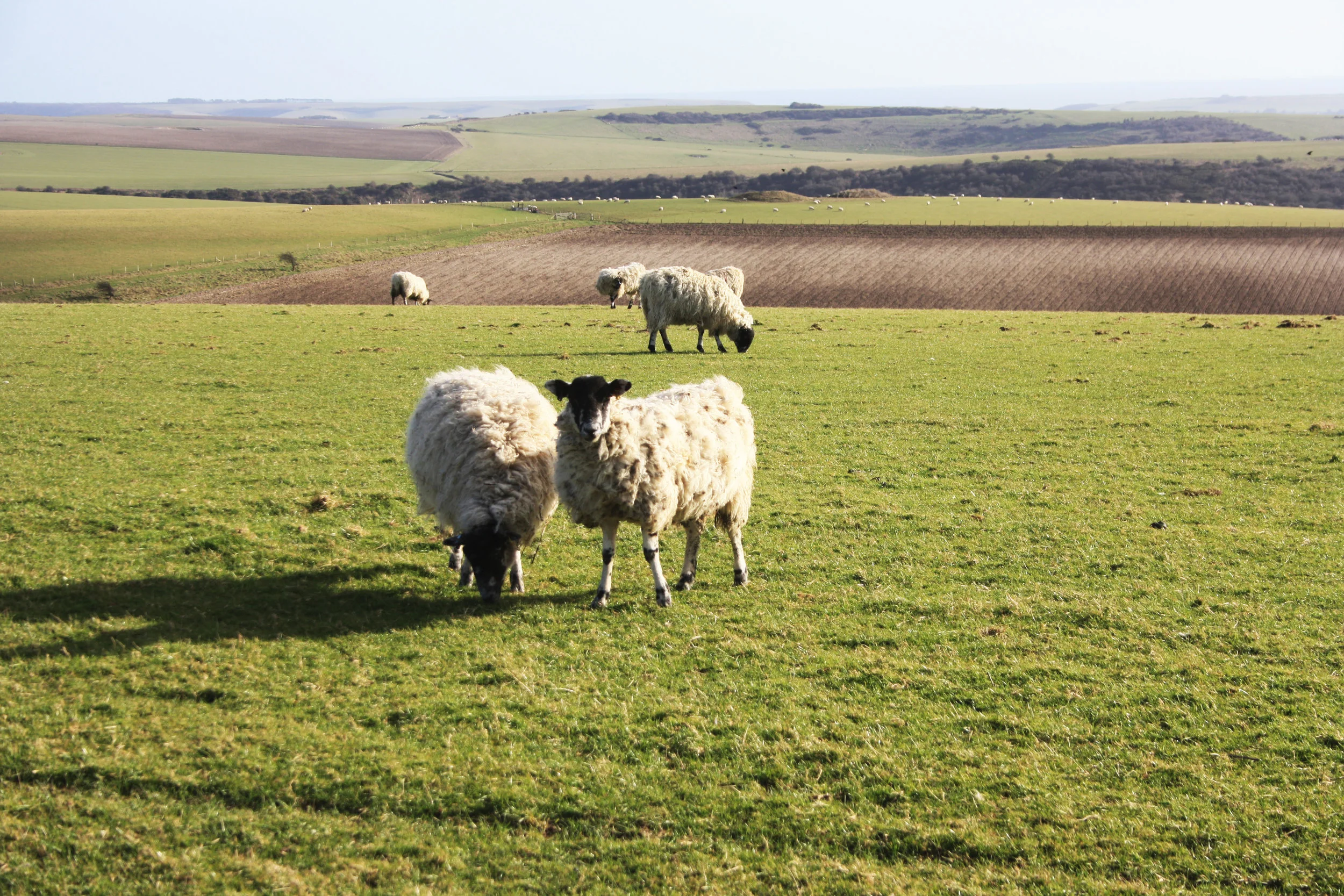 firle.jpg