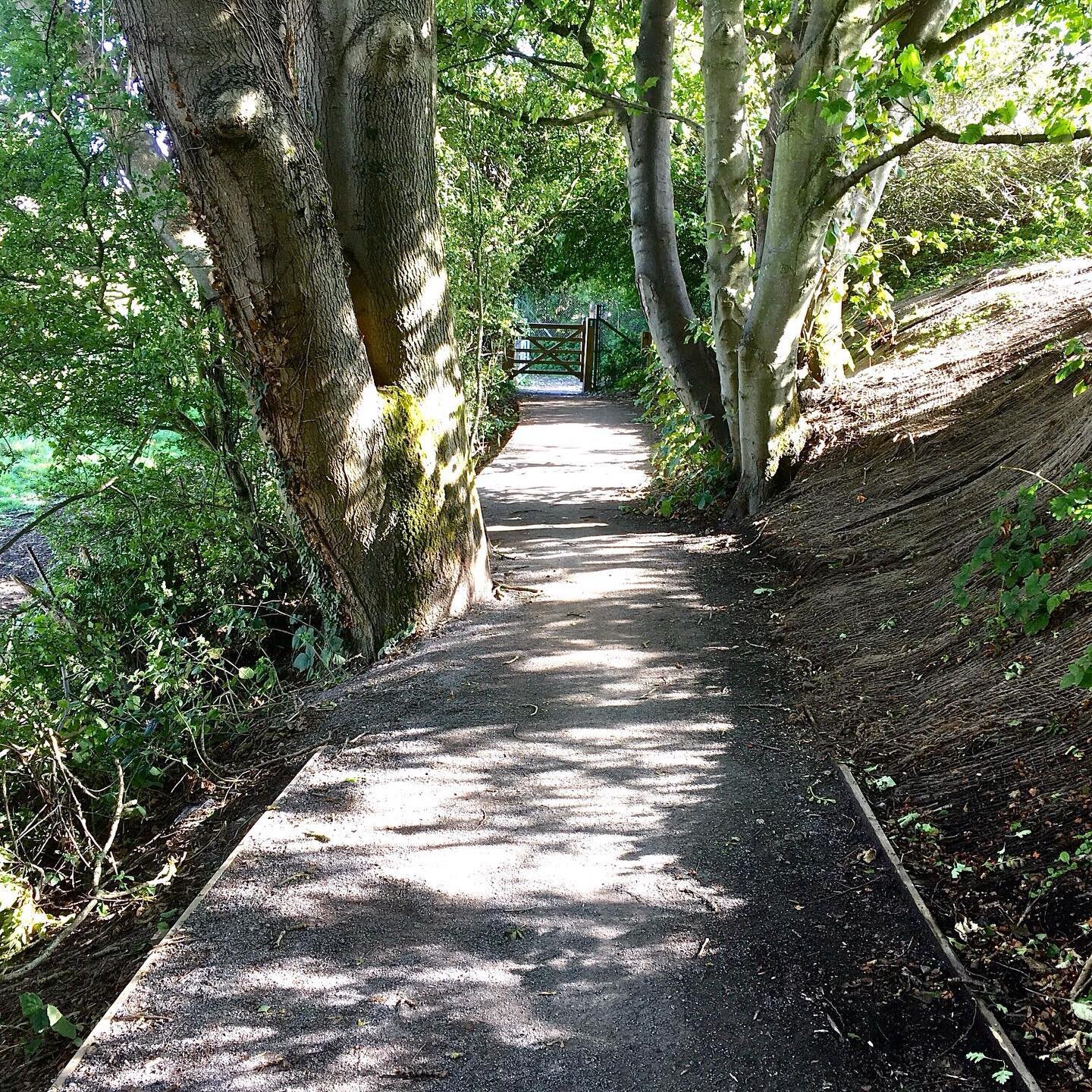 The Egrets Way shared path through the Railway Land was being enjoyed by cyclists and walkers yesterday afternoon but I found some lovely quiet sections with dappled shade - framed by wonderful old trees. #egretswayart #egretsway #railwaylandlewes #s