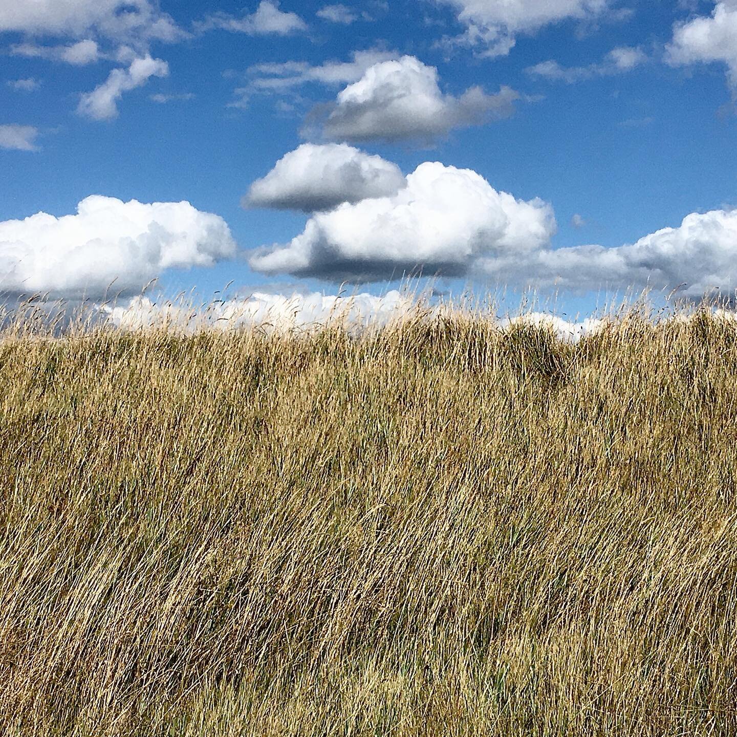 The Living Shoreline of Seaford beach around the Tidemills was very well introduced to groups of walkers today by Steve Homewood.  The walk was organised as part of the Newhaven Festival.  Walking along the seafront on the Sussex Ouse Valley Way whic