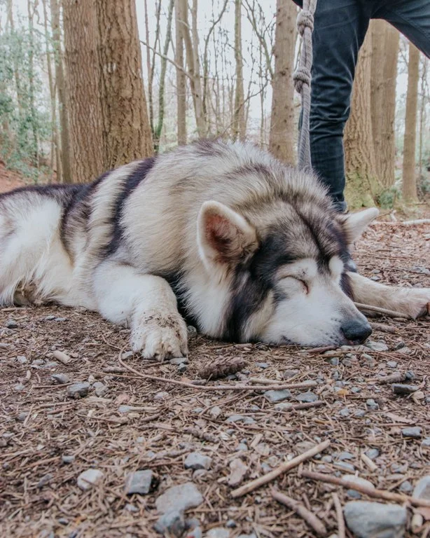 direwolves ireland.jpg