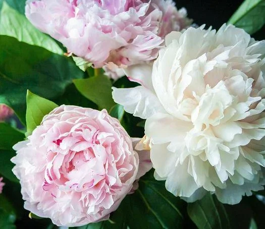 Ten things you didn't know about peonies