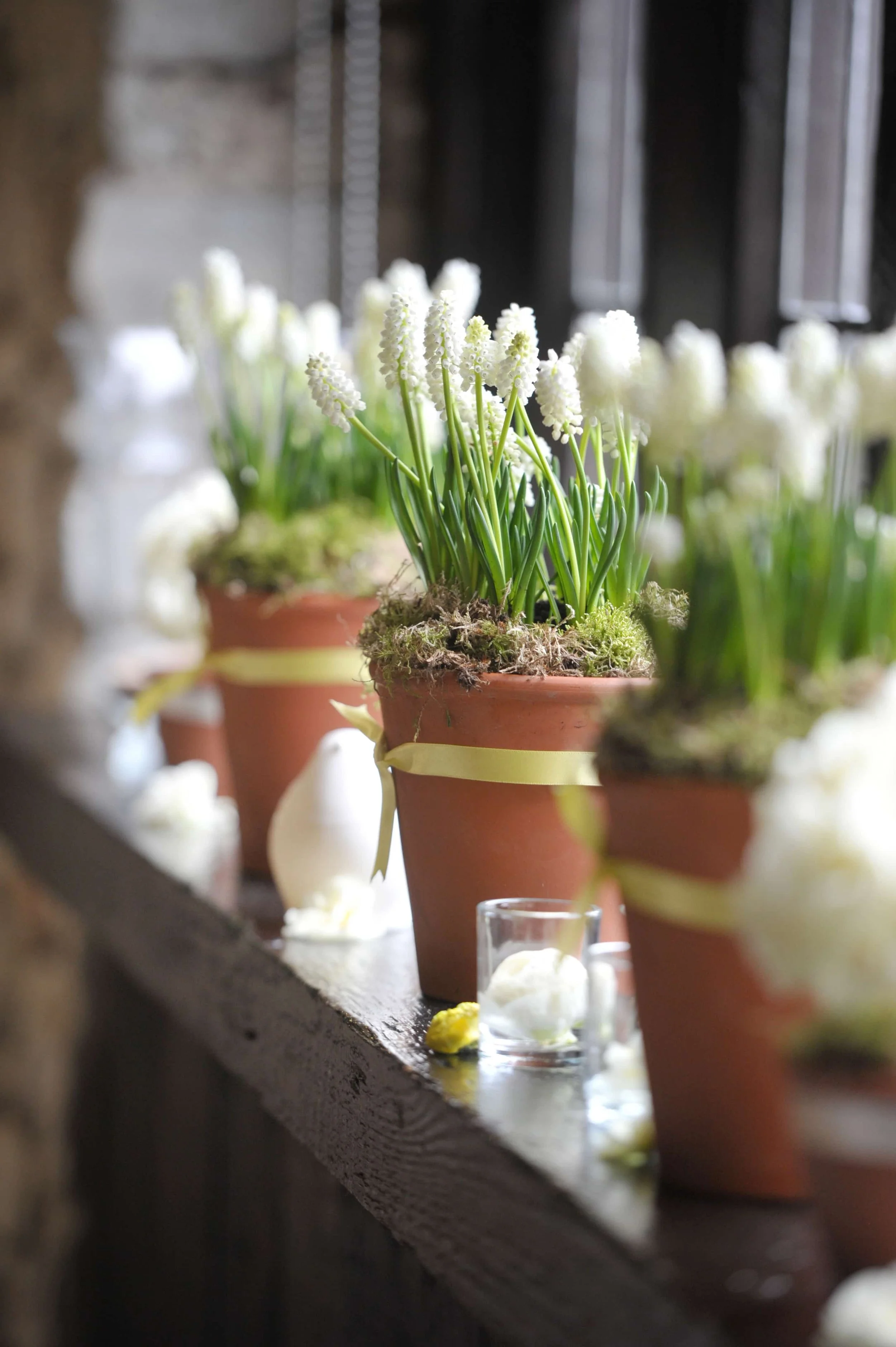 Spring muscari potted plants.JPG