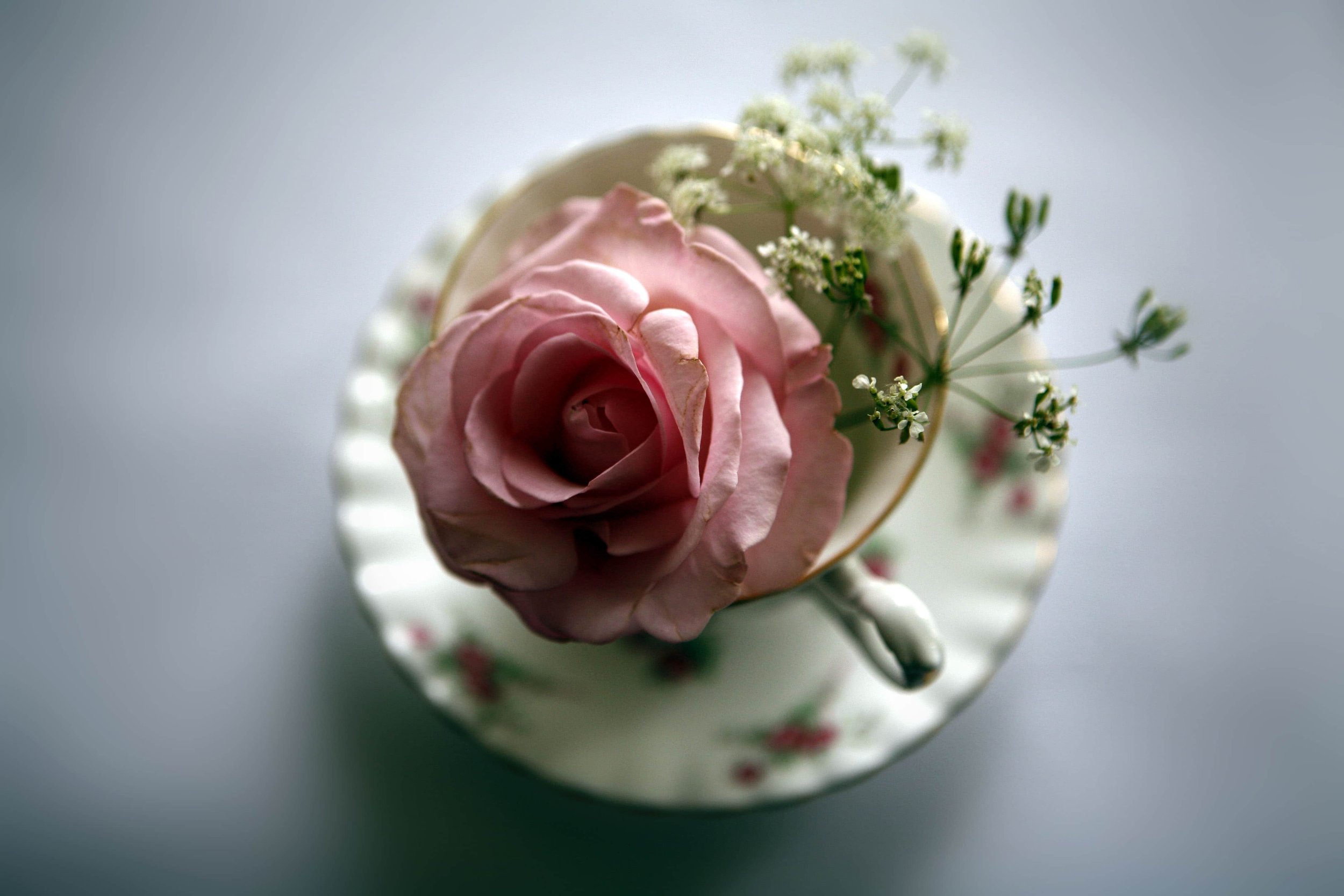 Simple teacup and rose.jpg