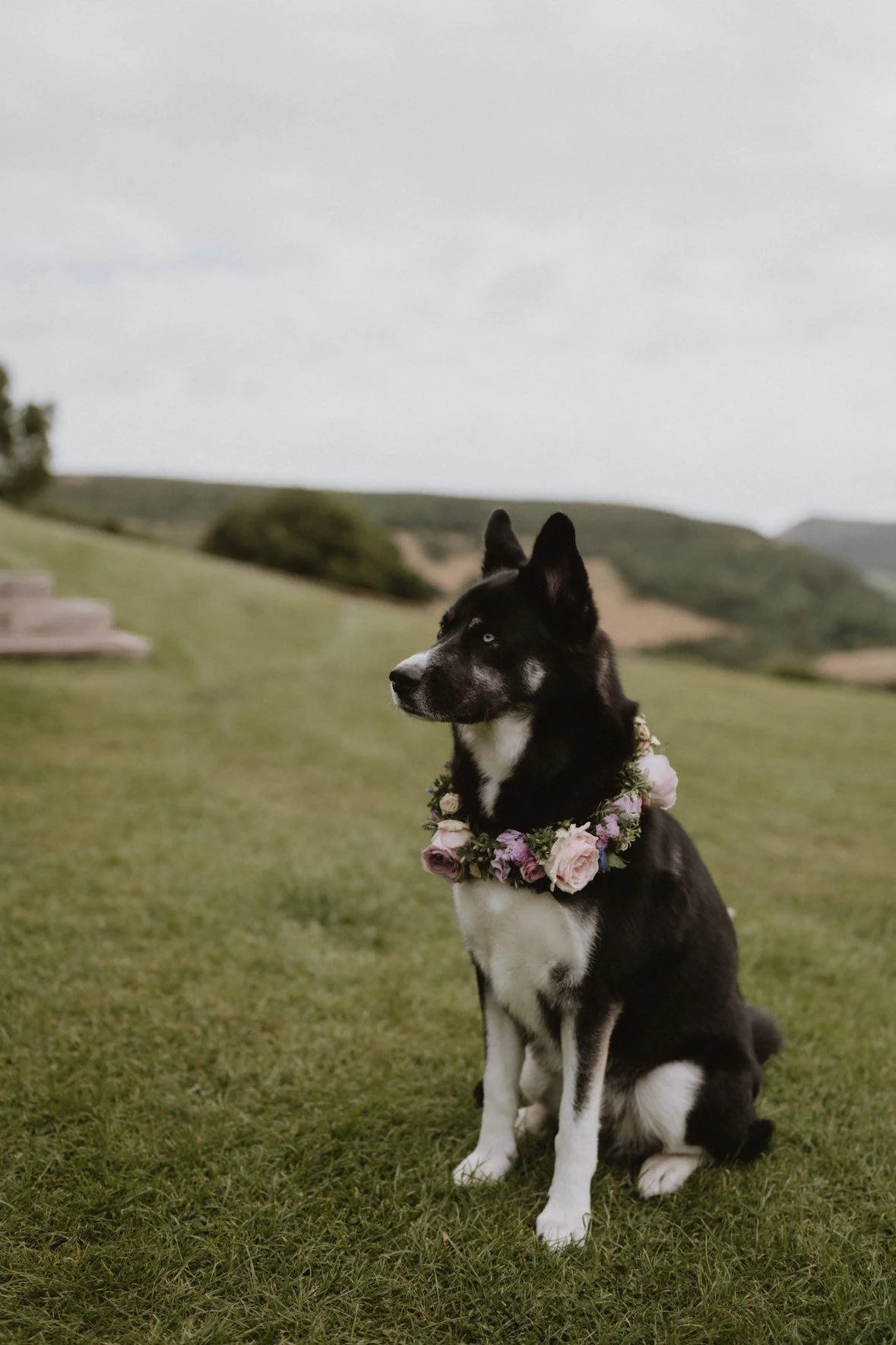 Dog floral collar at Sugar Loaf Barn.jpg