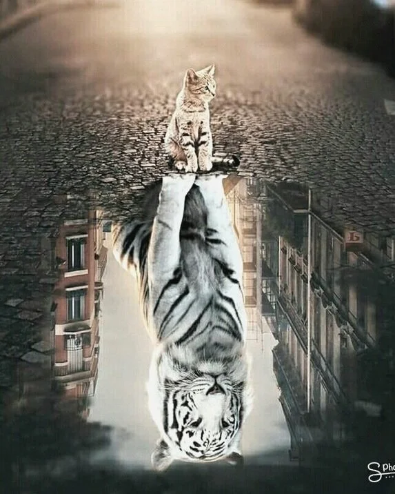 Tiger+vs+cat.jpg