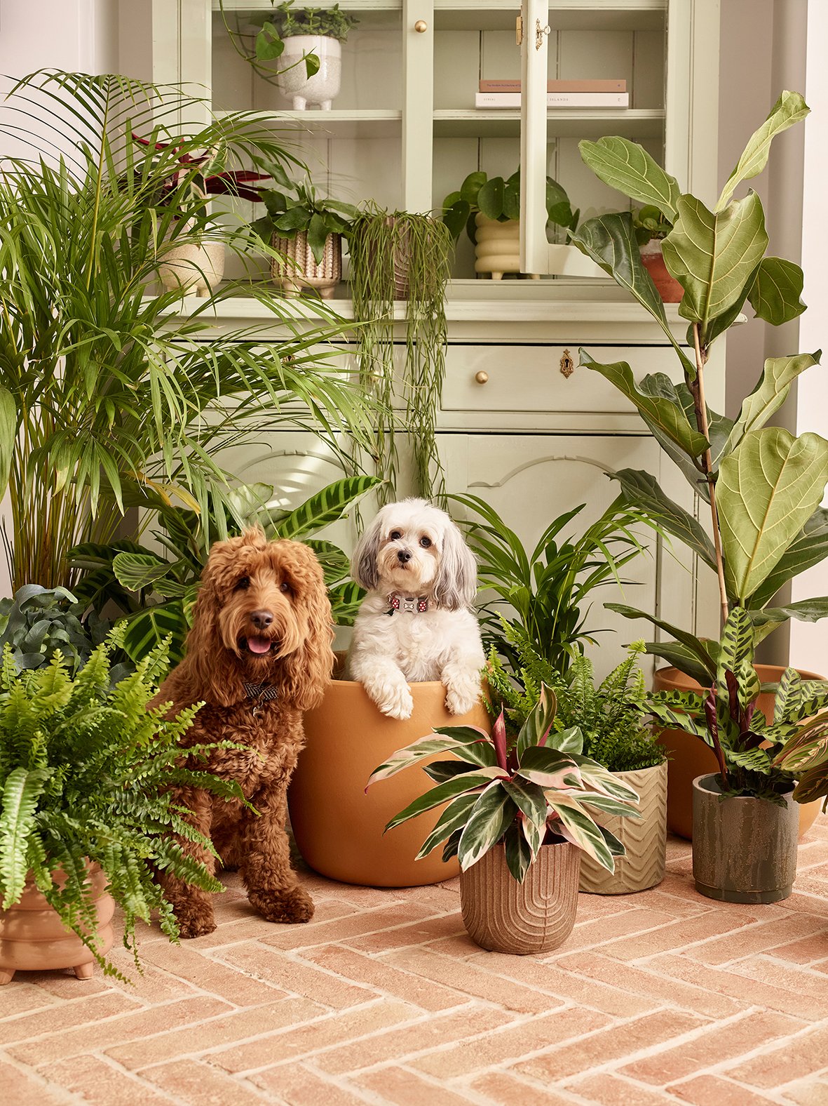 HOUSEPLANTS_046_sRGBlo.jpg