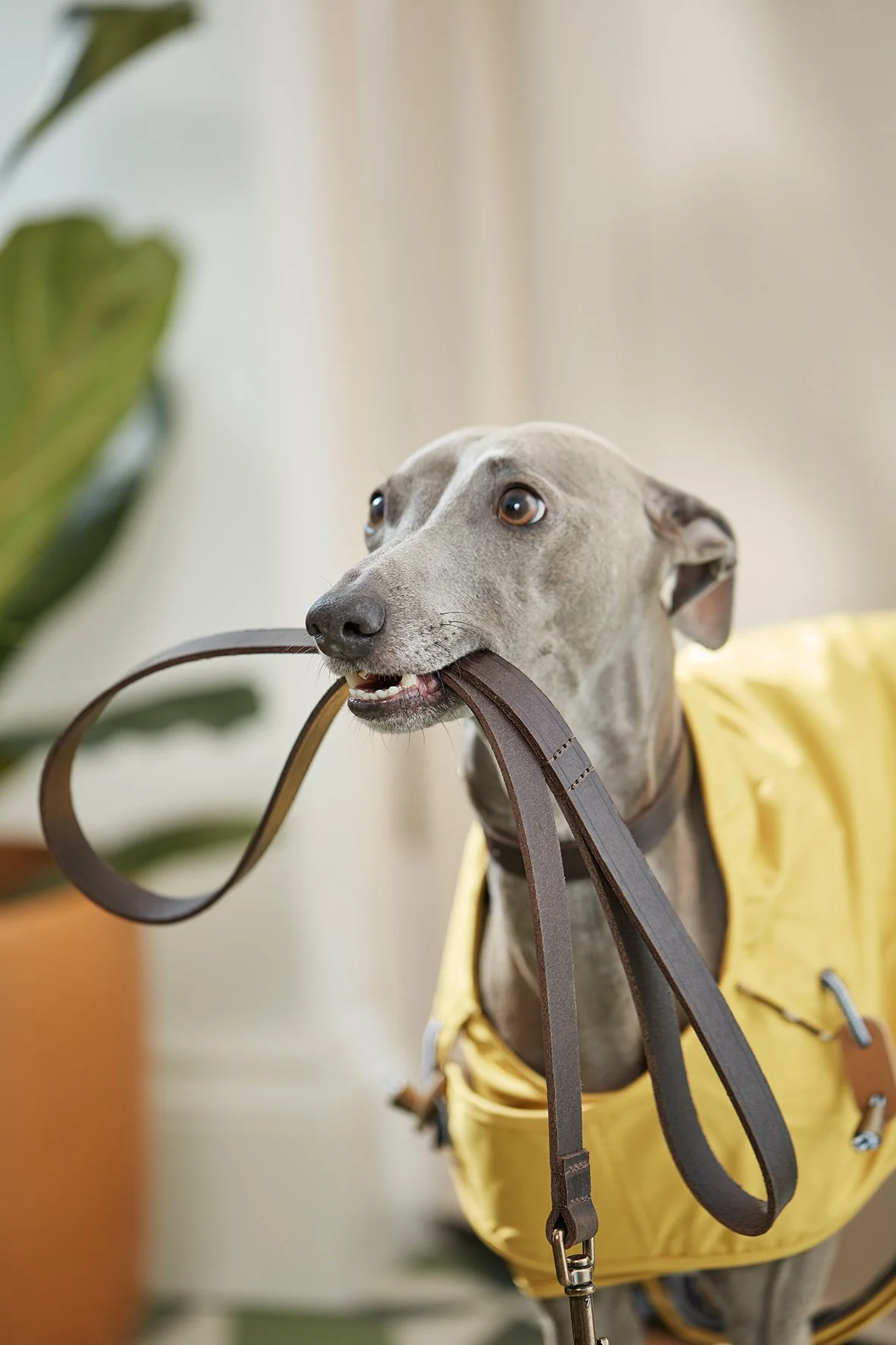 WALKIES_075_INCIDENTALS_sRGB.jpg