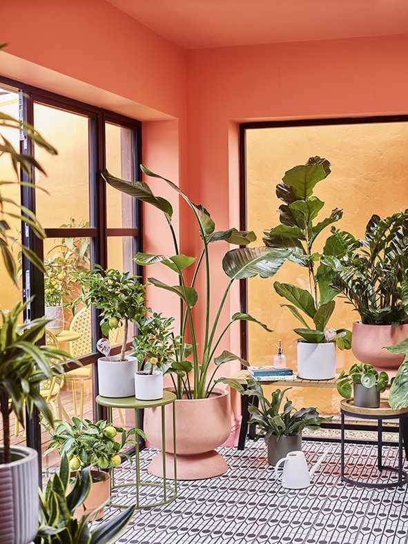COLOUR_HOUSEPLANTS_029 copy.jpg