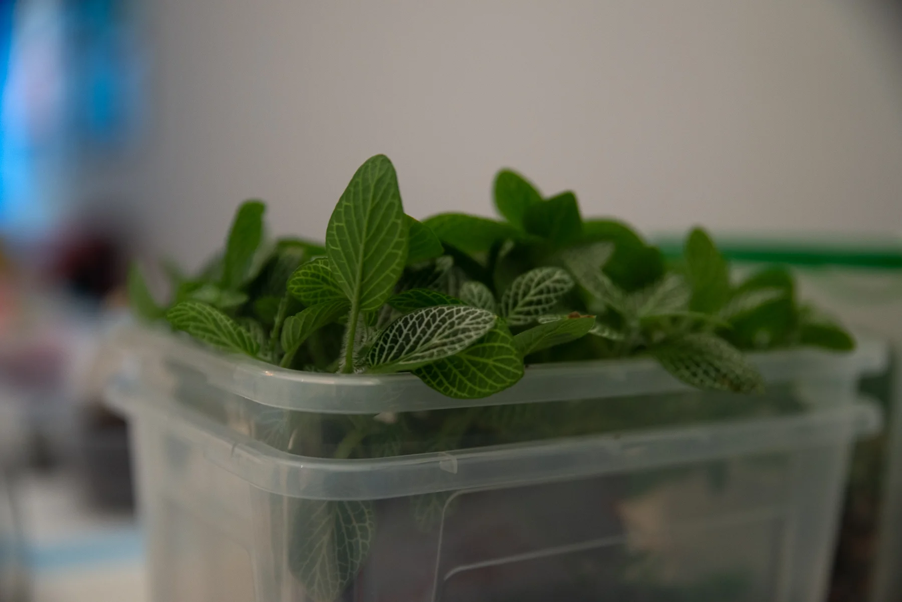 Terrarium-Workshop-9561.jpg