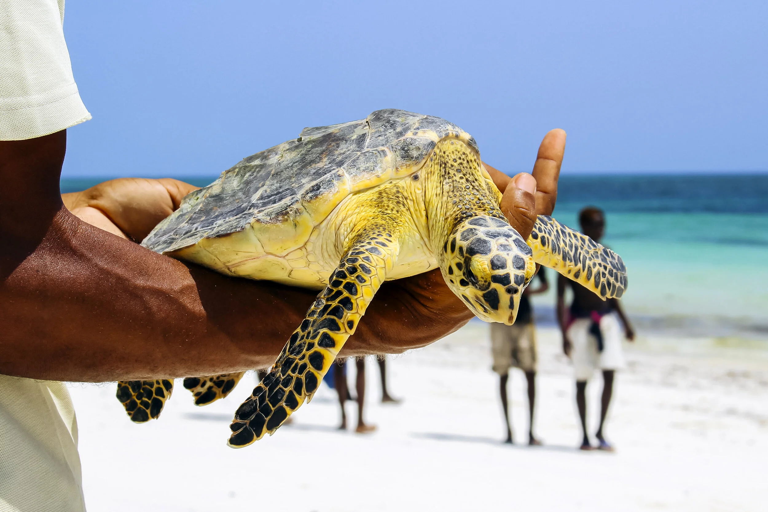 A turtle release by Local Ocean Conservation
