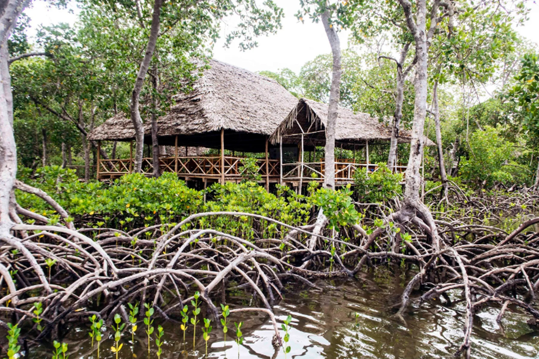 Crab Shack, majestically built amongst the mangroves..