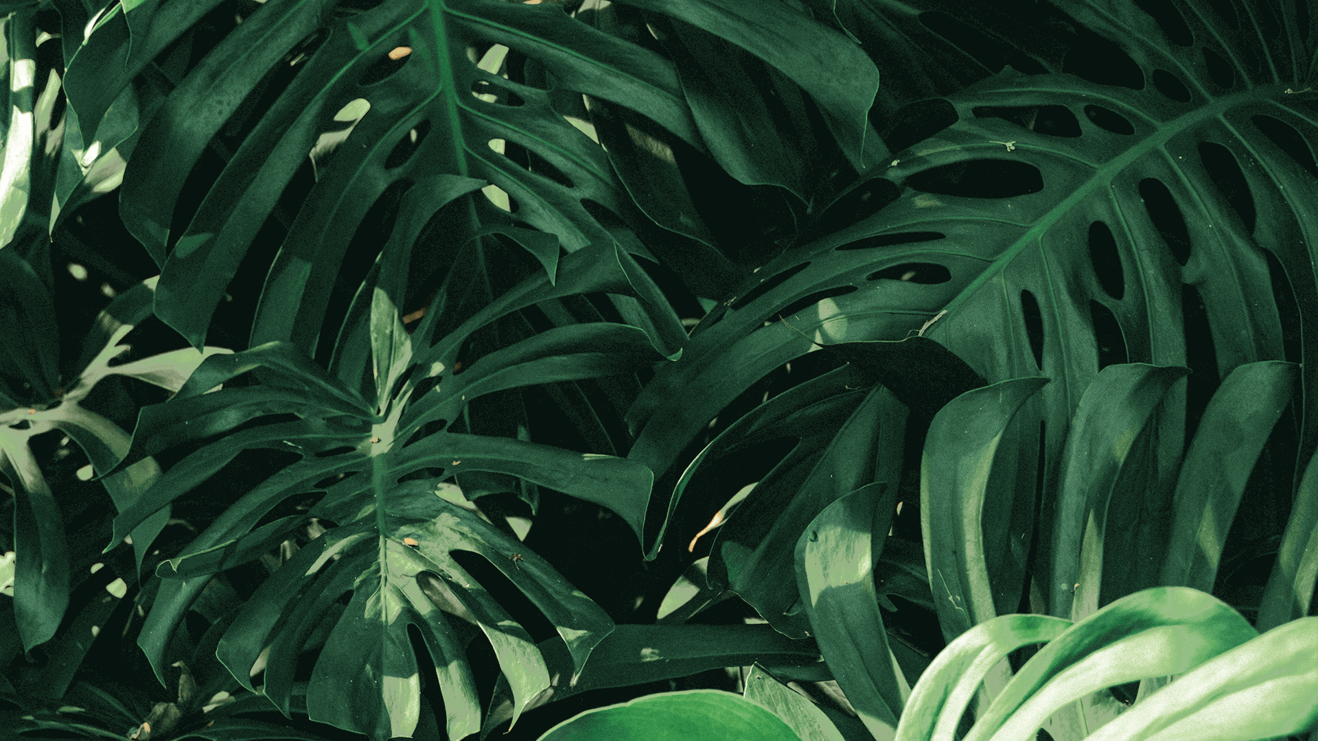 monstera (1) (1) (1) (1) (1) (1) (1) (1) (1) (1) (1) (1).png