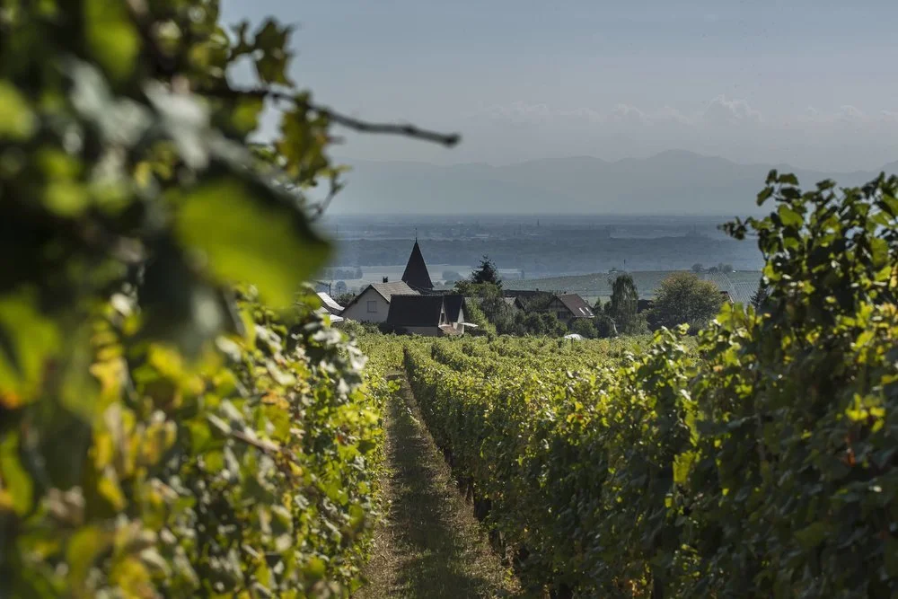 Quels vins boire en été ?