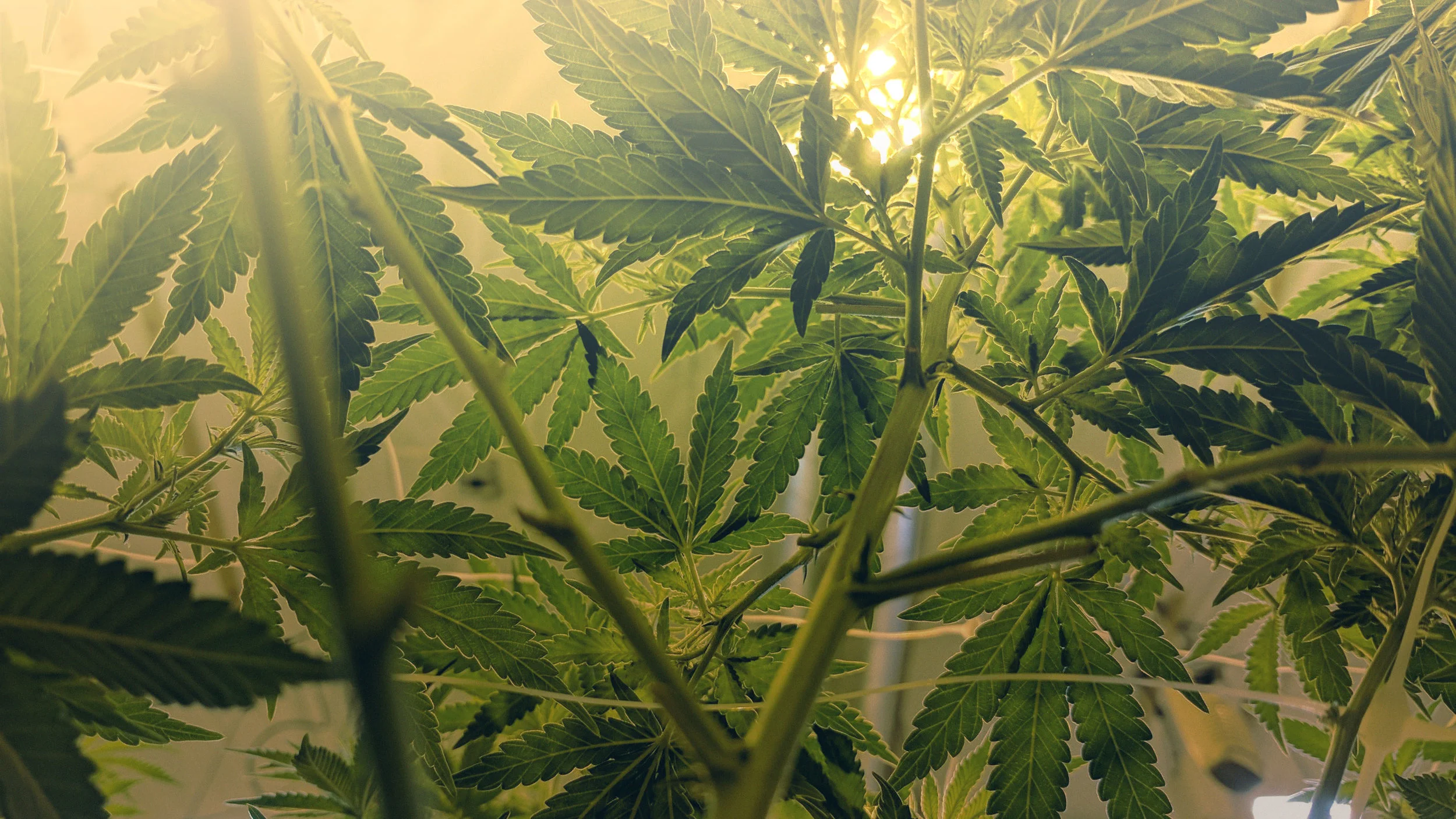 Cannabis-Leaves-Lighter.jpg