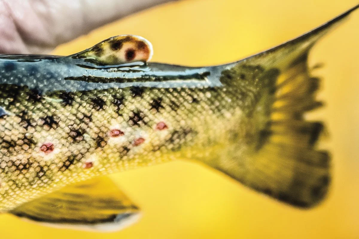 trout slime 2.jpg