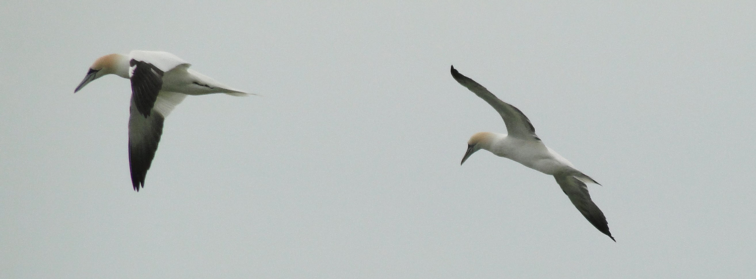 Northern Gannets.