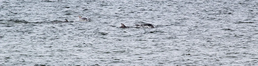 Atlantic Bottlenose Dolphins play off the Coast of Cape Charles Beach.