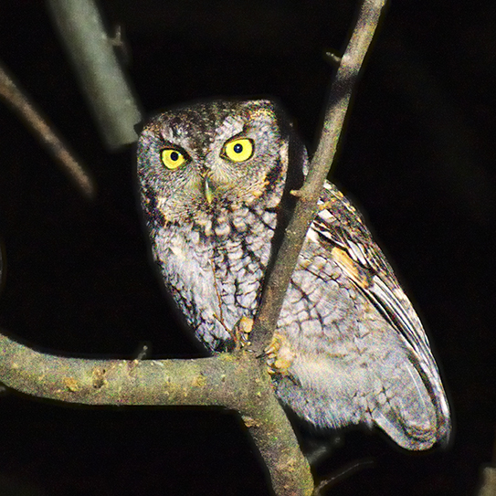 Eastern Screech-Owl, Photo: Ron Wrucke