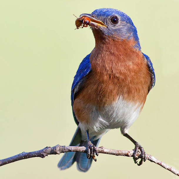 Eastern Bluebird, Photo: Bob Schamerhorn