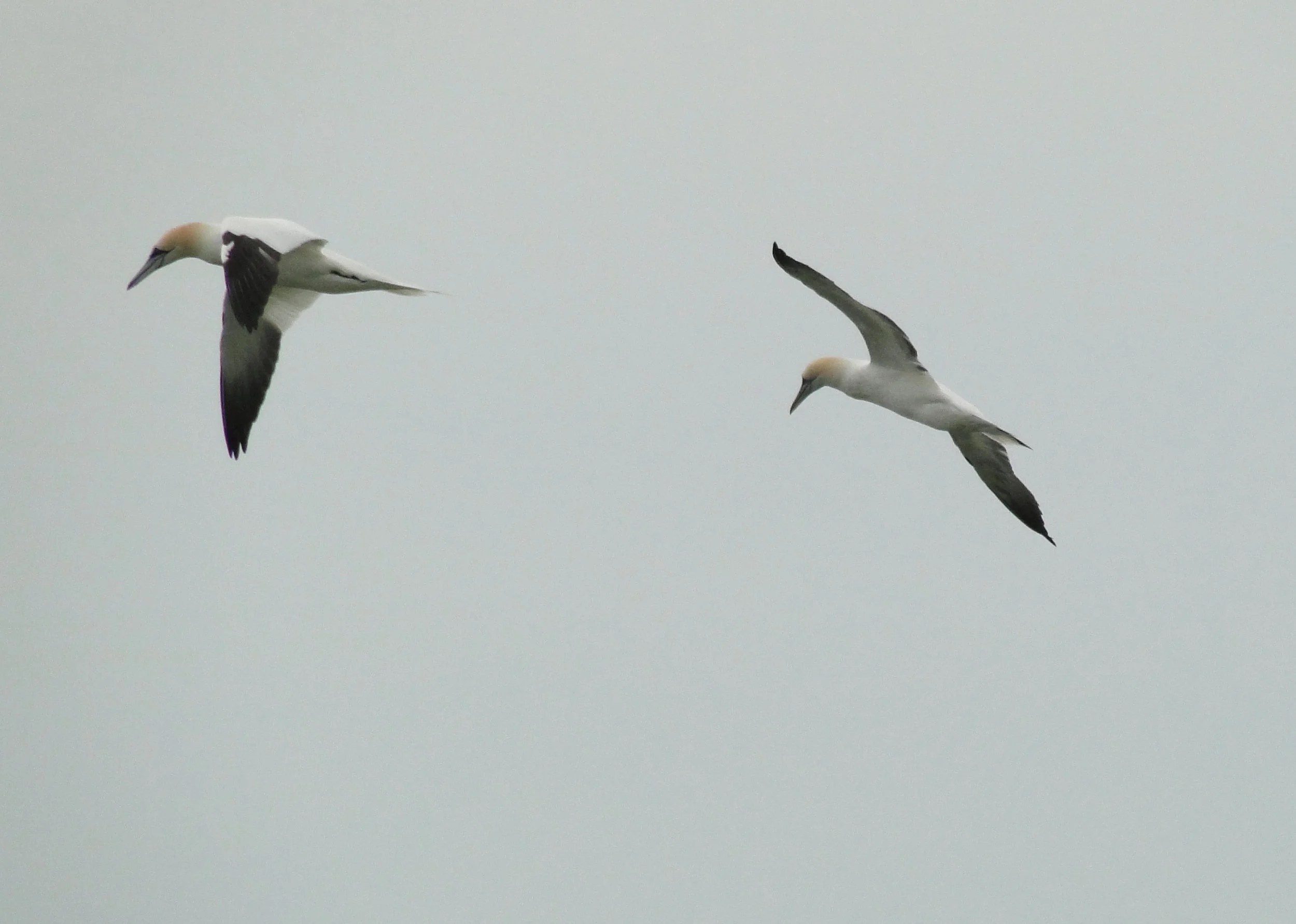 northern-gannets-in-flight-original.jpg